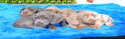 Miniature Dachshund dogs for sale: FULLY VAX BELLA KC Reg PRA Clear mini solid - Advert 7