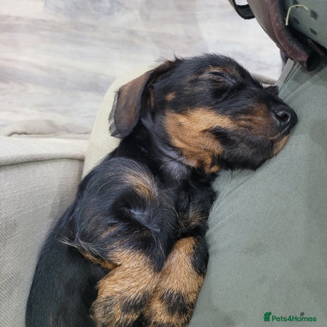 Miniature Dachshund dogs Teckel -Wired Haired miniature daschund kc reg - Advert 1