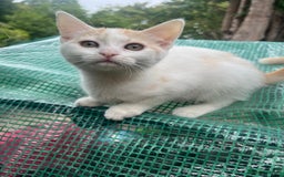 Persian cats for sale: Very cute kittens  - Image 9