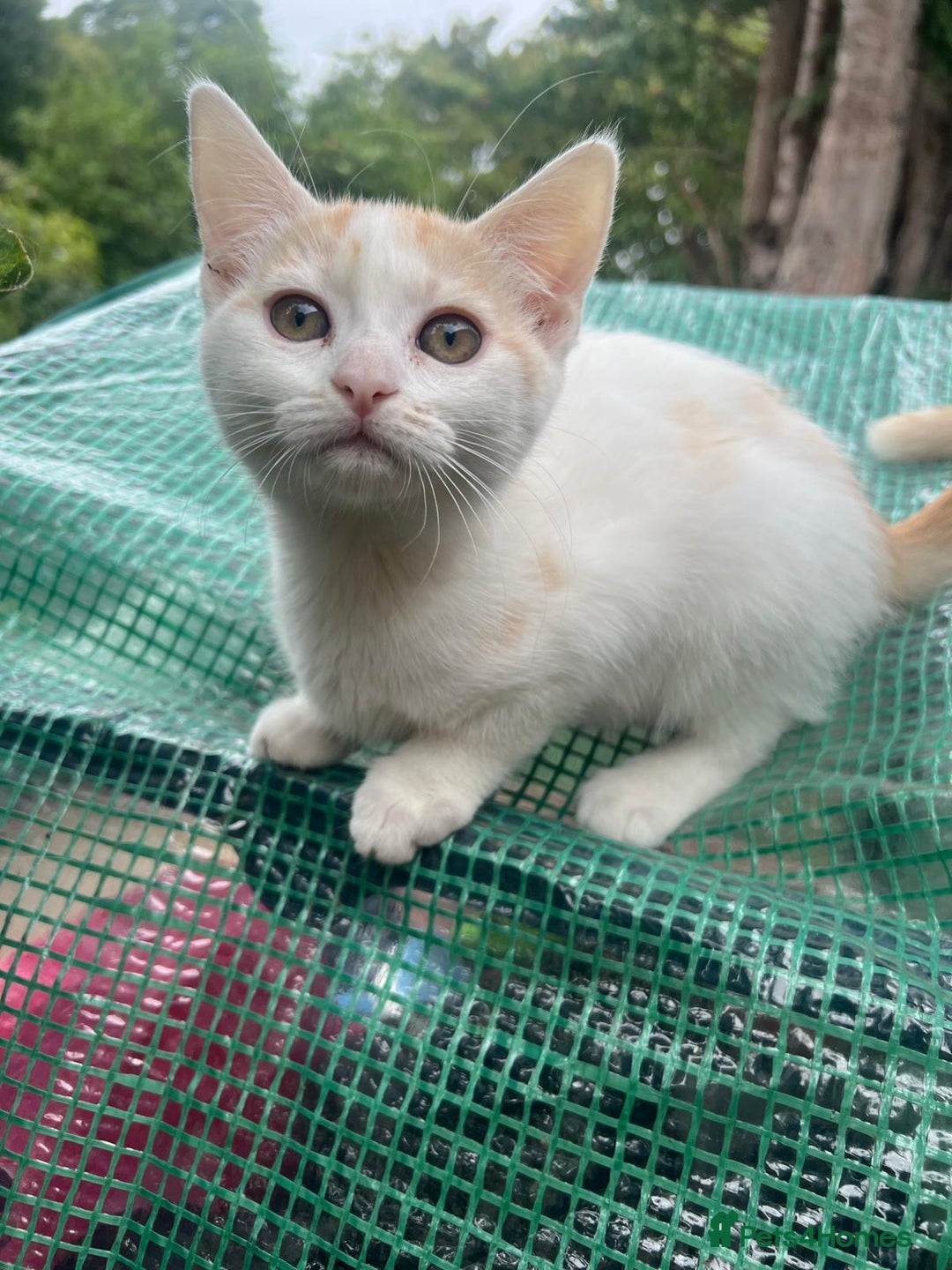 Persian cats for sale: Very cute kittens  - Image 9