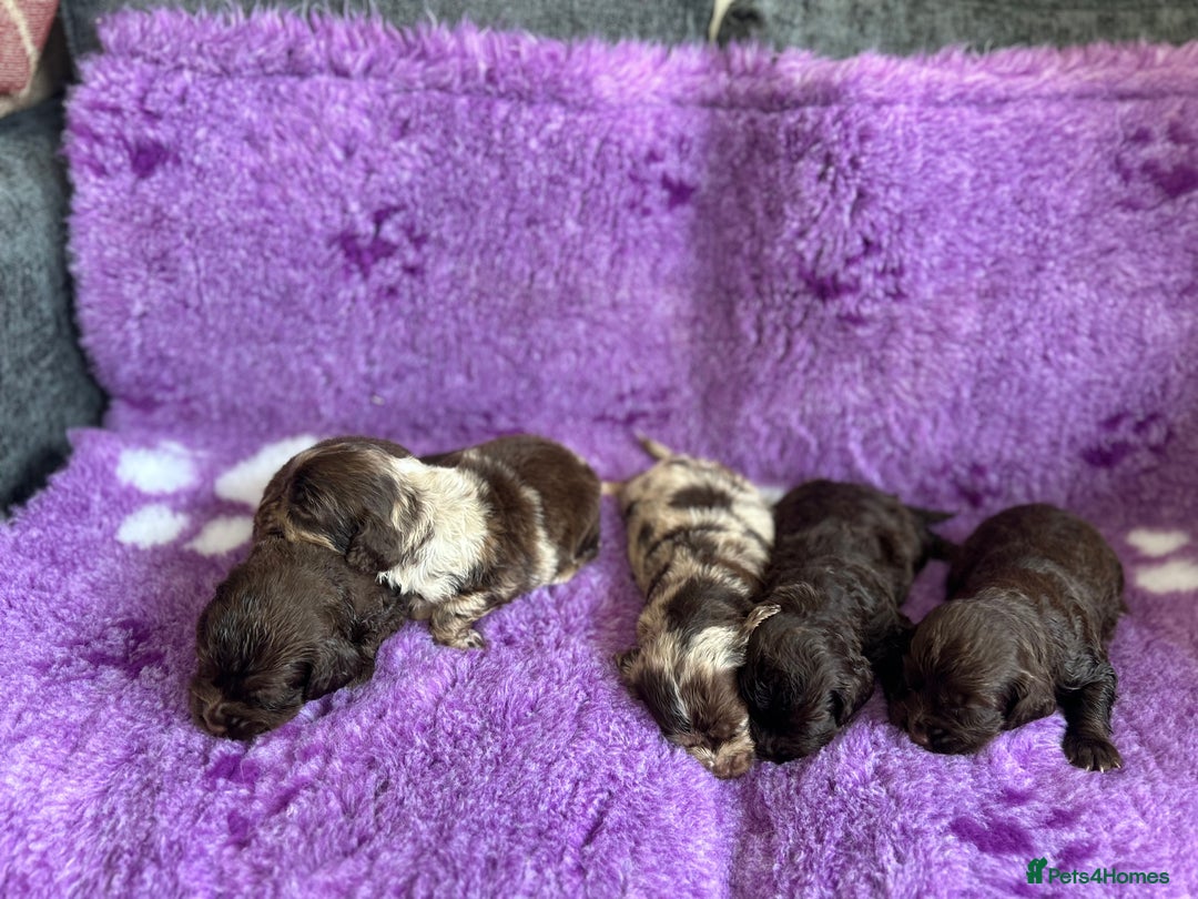 Cockapoo dogs for sale: Rare toy cockapoo - Image 8