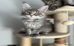 Maine Coon cats for sale: Gorgeous Pure Breed Maine Coon Kittens - Image 4