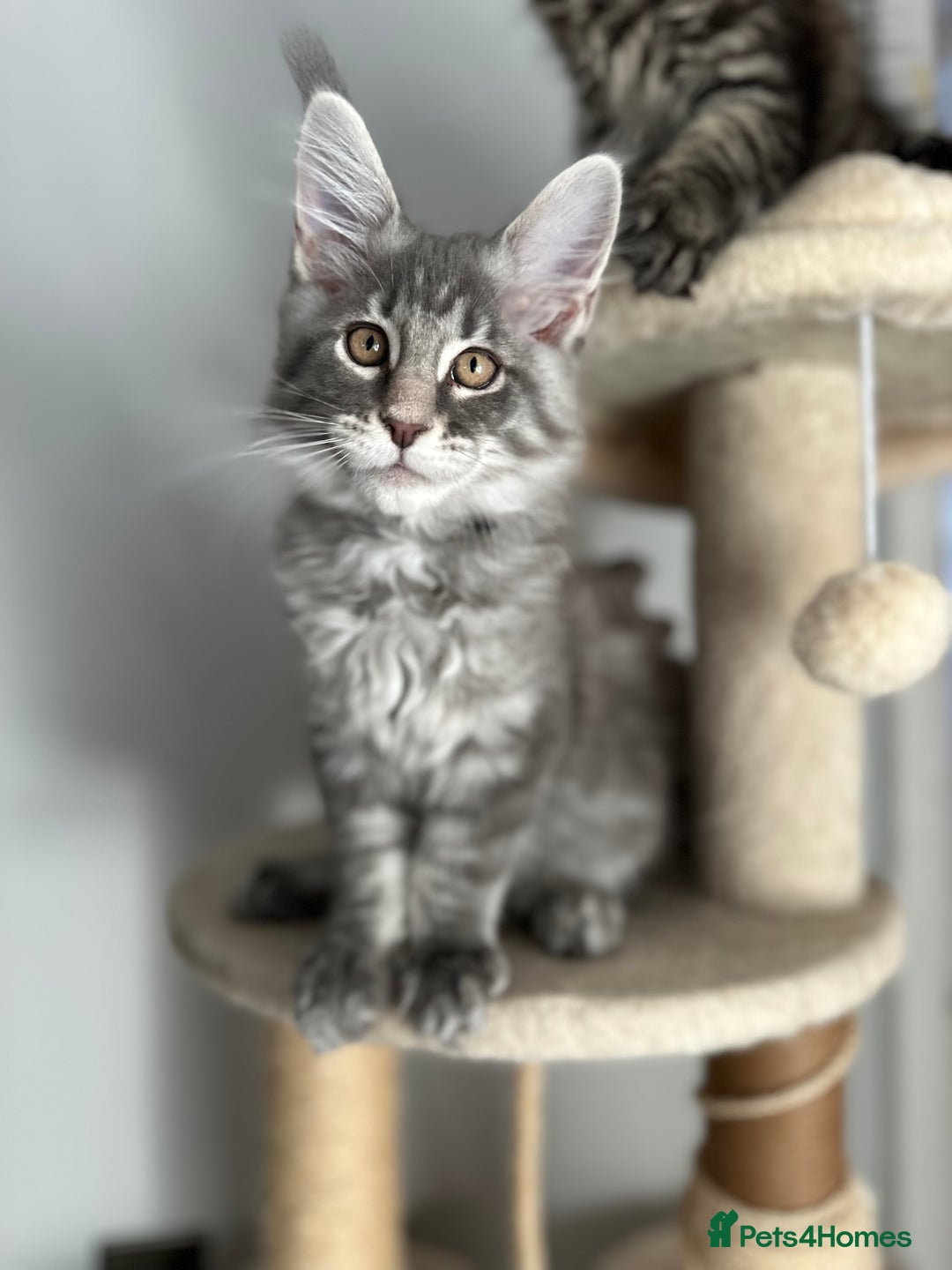 Maine Coon cats for sale: Gorgeous Pure Breed Maine Coon Kittens - Image 4