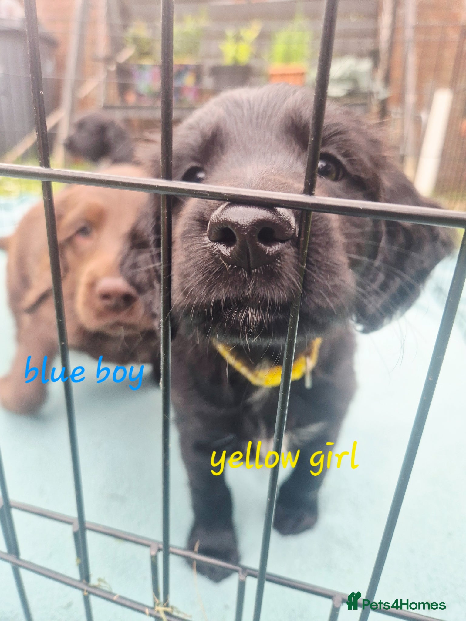 Sprocker dogs Sprocker Puppies Cocker Spaniel x Springer Spaniel - Advert 2
