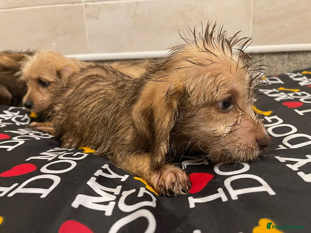 Doxiepoo dogs for sale: Doxiepoos ready for their new forever homes!!! - Advert 12