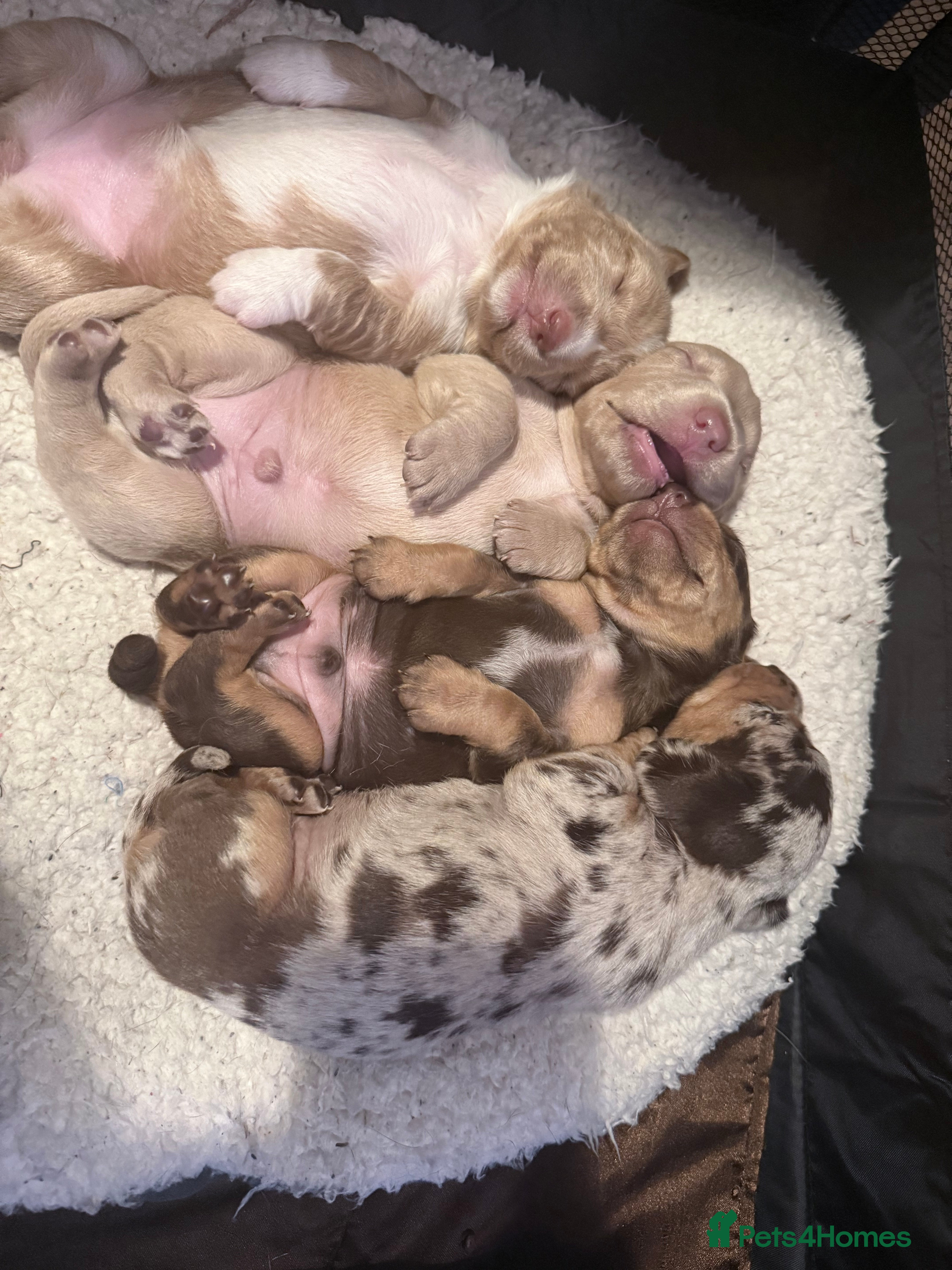 Mixed Breed dogs Adorable Daschund x spaniel pups  - Advert 9