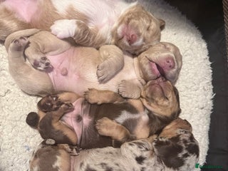 Mixed Breed dogs - Advert 32