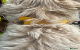 Maltipoo dogs for sale: F1 maltipoo - Image 22