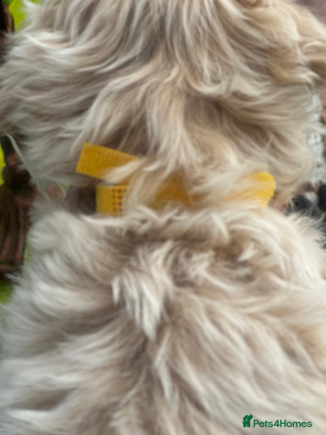Maltipoo dogs for sale: F1 maltipoo - Image 22