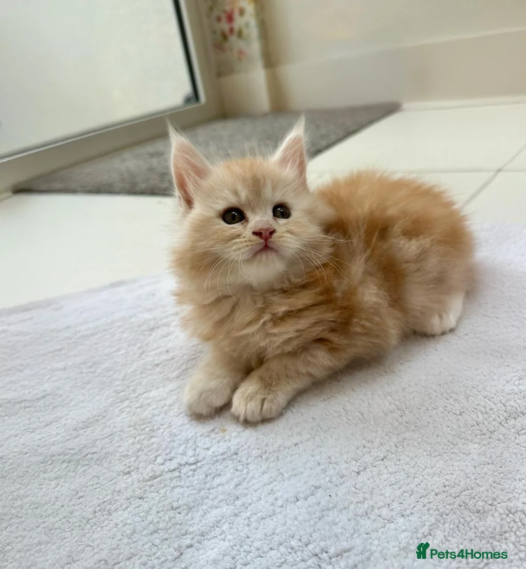Maine Coon cats for sale: TICA Registered Pure Pedigree Main Coon Kittens  in London - Advert 1