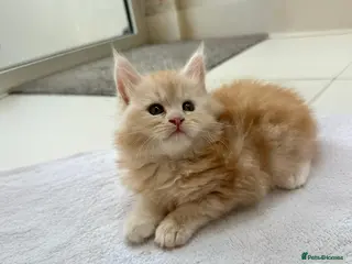 Maine Coon cats TICA Registered Pure Pedigree Main Coon Kittens - Advert 2