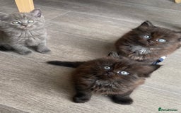 British Longhair cats for sale: British longhair kittens with Persian lineage - Image 2