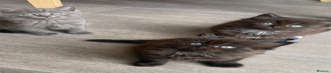 British Longhair Kitten 6