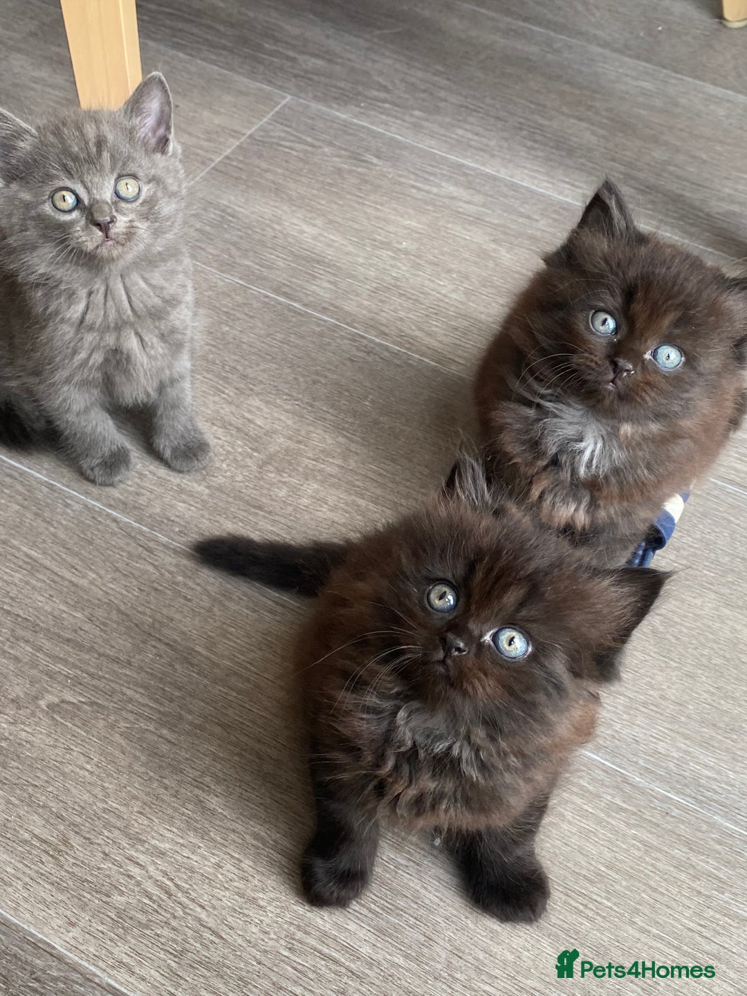 British Longhair cats for sale: British longhair kittens with Persian lineage - Image 2