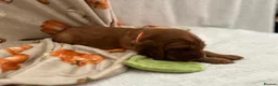 Irish Setter dogs for sale: Irish Setter Puppy - Advert 26