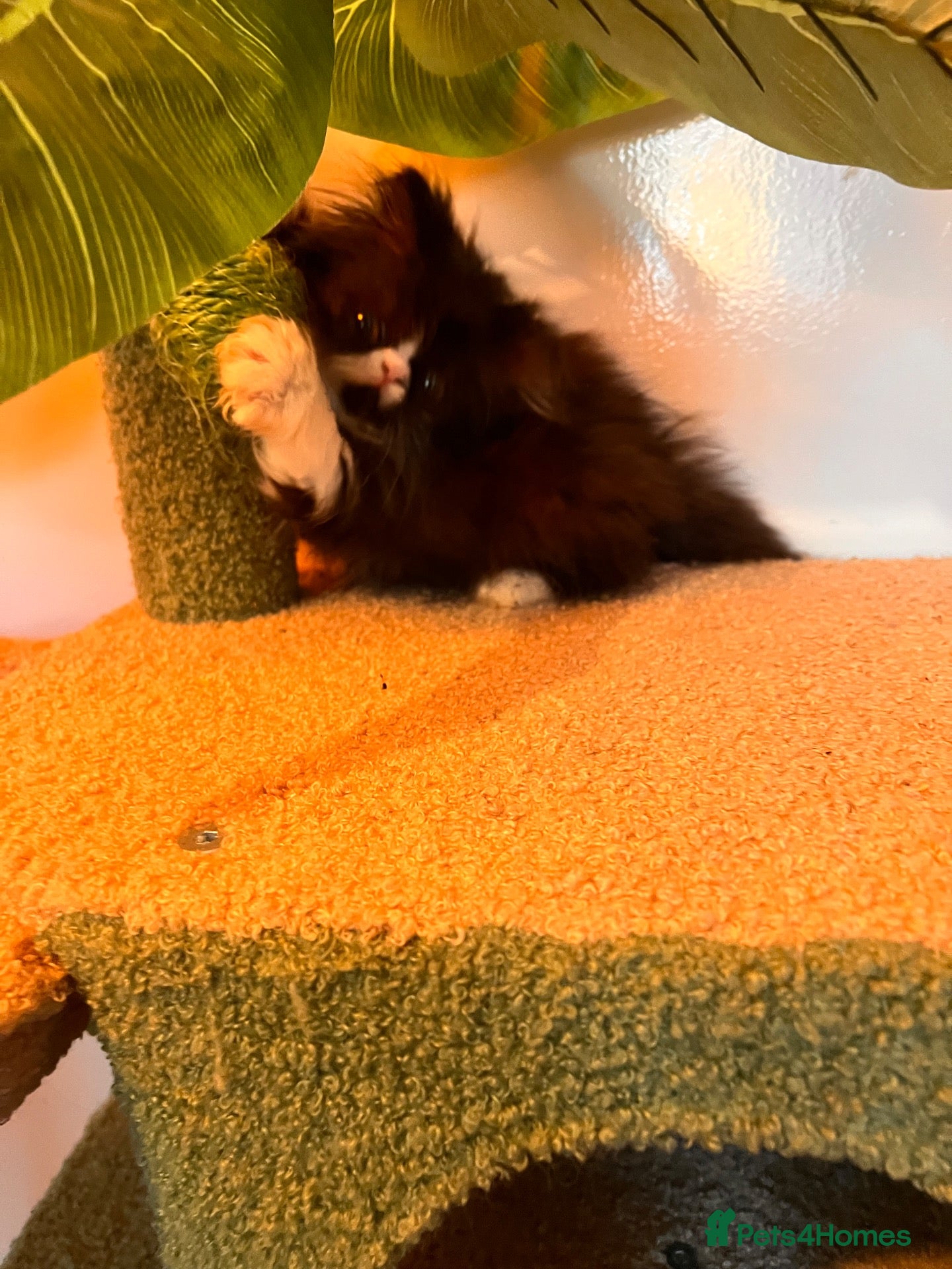 Persian cats Two pretty Persian kittens looking for a home - Advert 6