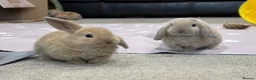 Mini Lop rabbits for sale: Beautiful baby mini lops - Advert 13