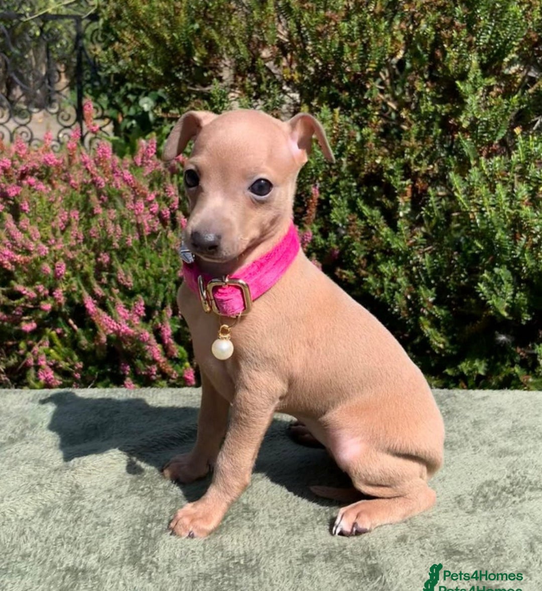 Italian Greyhound dogs for stud: MR MILO AT STUD ( HEALTH TESTED ) in Batley - Advert 14