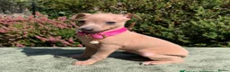 Italian Greyhound dogs for stud: MR MILO AT STUD ( HEALTH TESTED ) in Batley - Advert 14