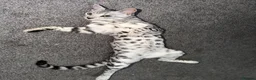 Bengal cats for sale: PURE rare Silver Bengal Male Kitten - 10 months - Advert 4