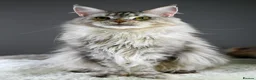 Maine Coon cats for sale: Mother & Daughter (Must leave together) - Advert 5