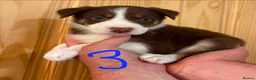 Border Collie dogs for sale: 3xBeautiful Red&White MALE Border Collie Puppies. - Advert 4
