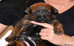Belgian Shepherd Dog dogs for sale: Exceptional Herders from World-Class Lines - Image 15