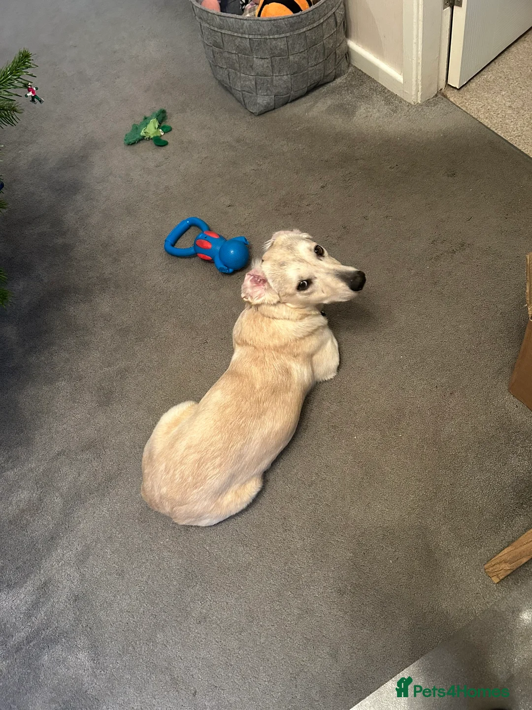 Mixed Breed dogs for adoption: ROXANNE - Advert 5