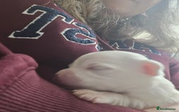 Pomchi dogs for sale: Gorgeous pomchi puppies  - Image 15