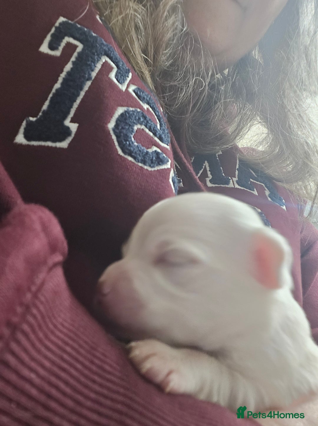 Pomchi dogs for sale: Gorgeous pomchi puppies  - Image 15