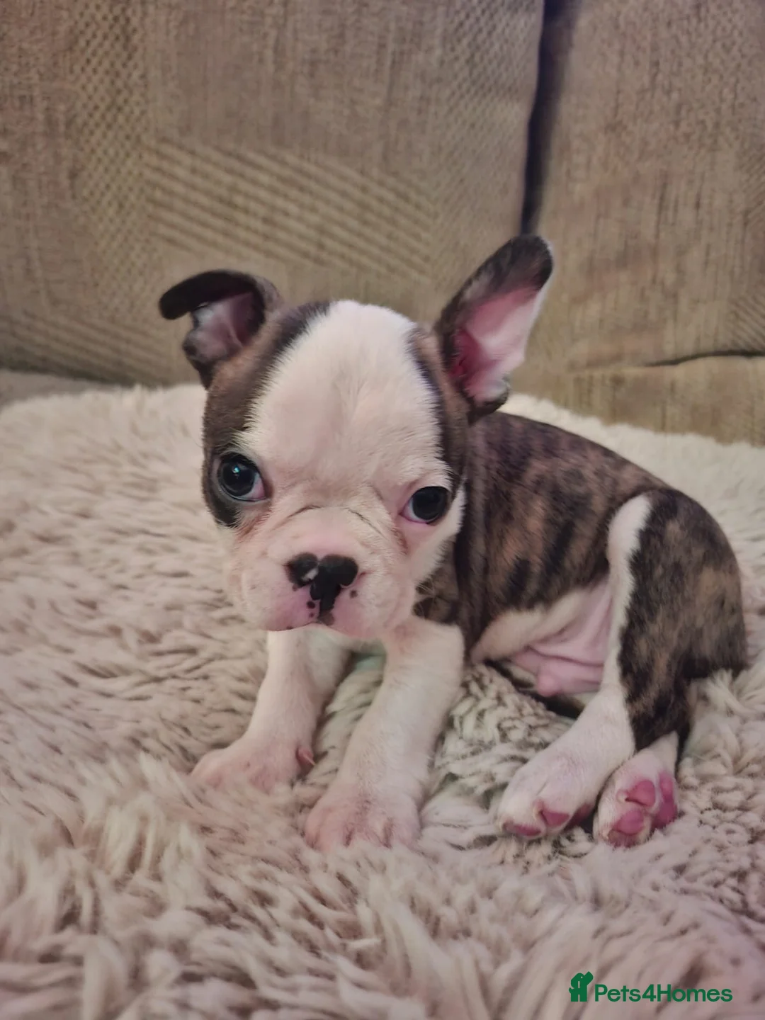 Boston Terrier dogs for sale: Boston Terrier puppies  - Advert 17