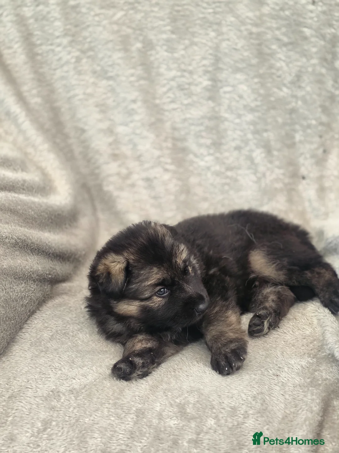 German Shepherd dogs for sale: German shepherd pups - Advert 2