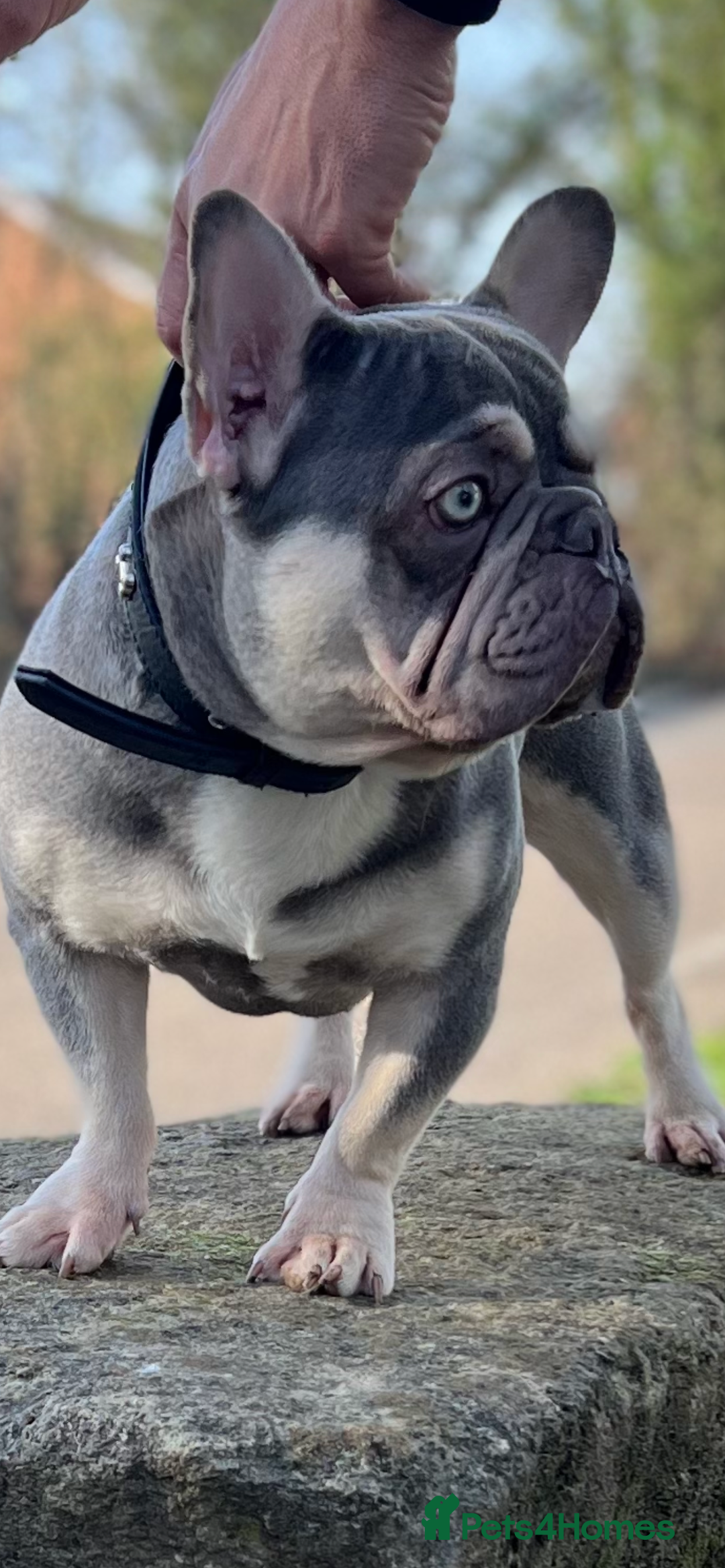 French Bulldog dogs for stud: Lilac and tan carrying Isabella  - Image 1