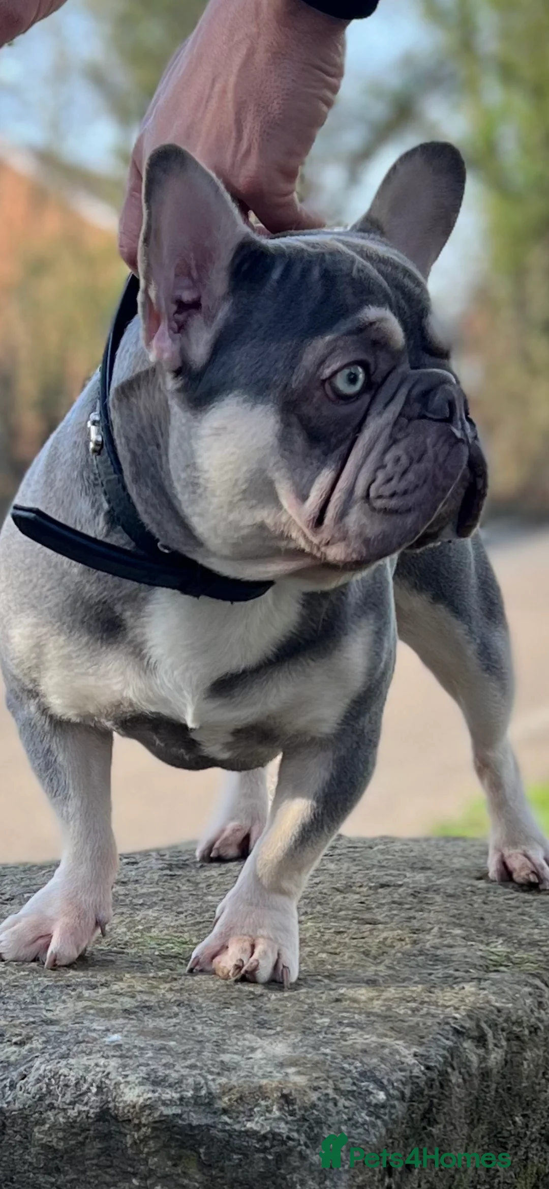 French Bulldog dogs for stud: Lilac and tan carrying Isabella  - Advert 2