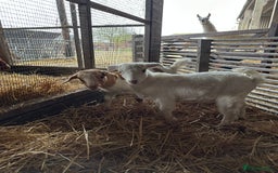 Goats livestock for sale: Saanen cross nanny kids - Advert 2
