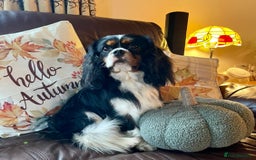 Cavalier King Charles Spaniel dogs for sale: Stunning KC registered Cavalier puppies  - Image 10