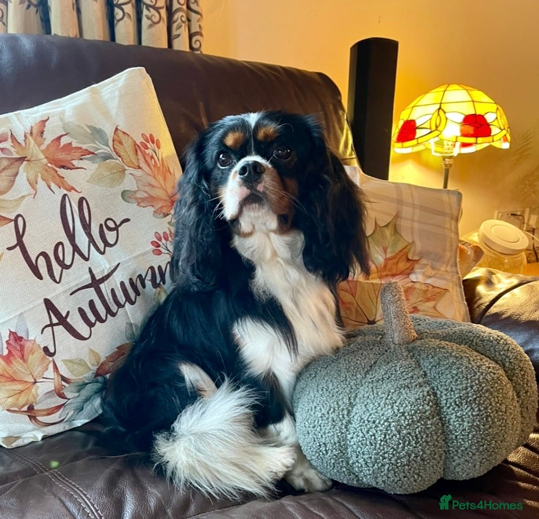 Cavalier King Charles Spaniel dogs for sale: Stunning KC registered Cavalier puppies  - Image 10