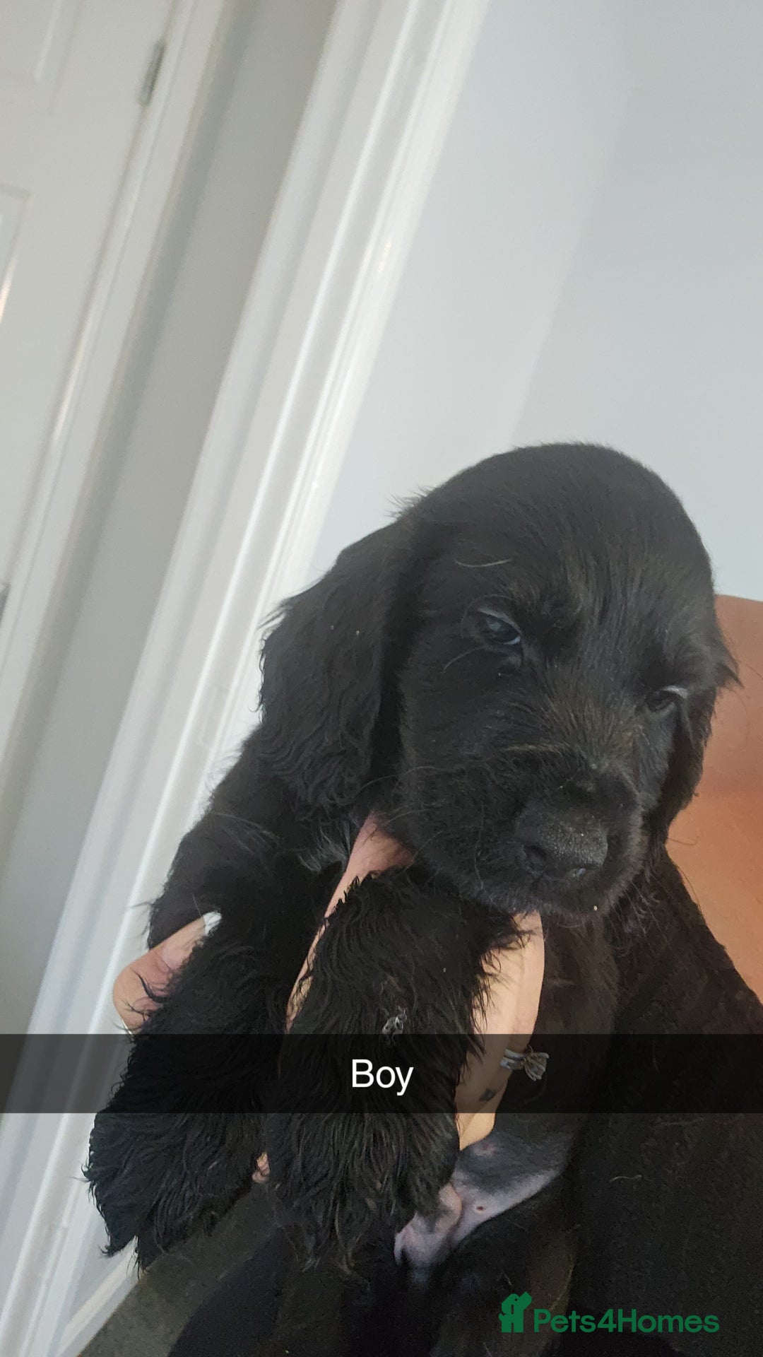 Cocker Spaniel dogs for sale: Show type cocker spaniels - Image 2