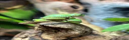 Frog reptiles for sale: Various Amphibians At Urban Exotics - Advert 13