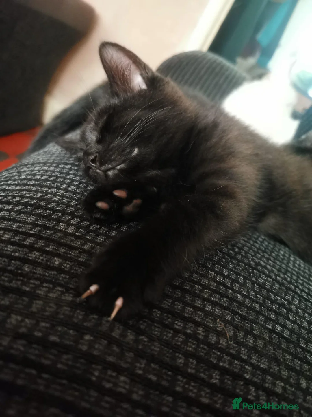 Mixed Breed cats for sale: 2 male kittens 1 black & 1 white  - Advert 5