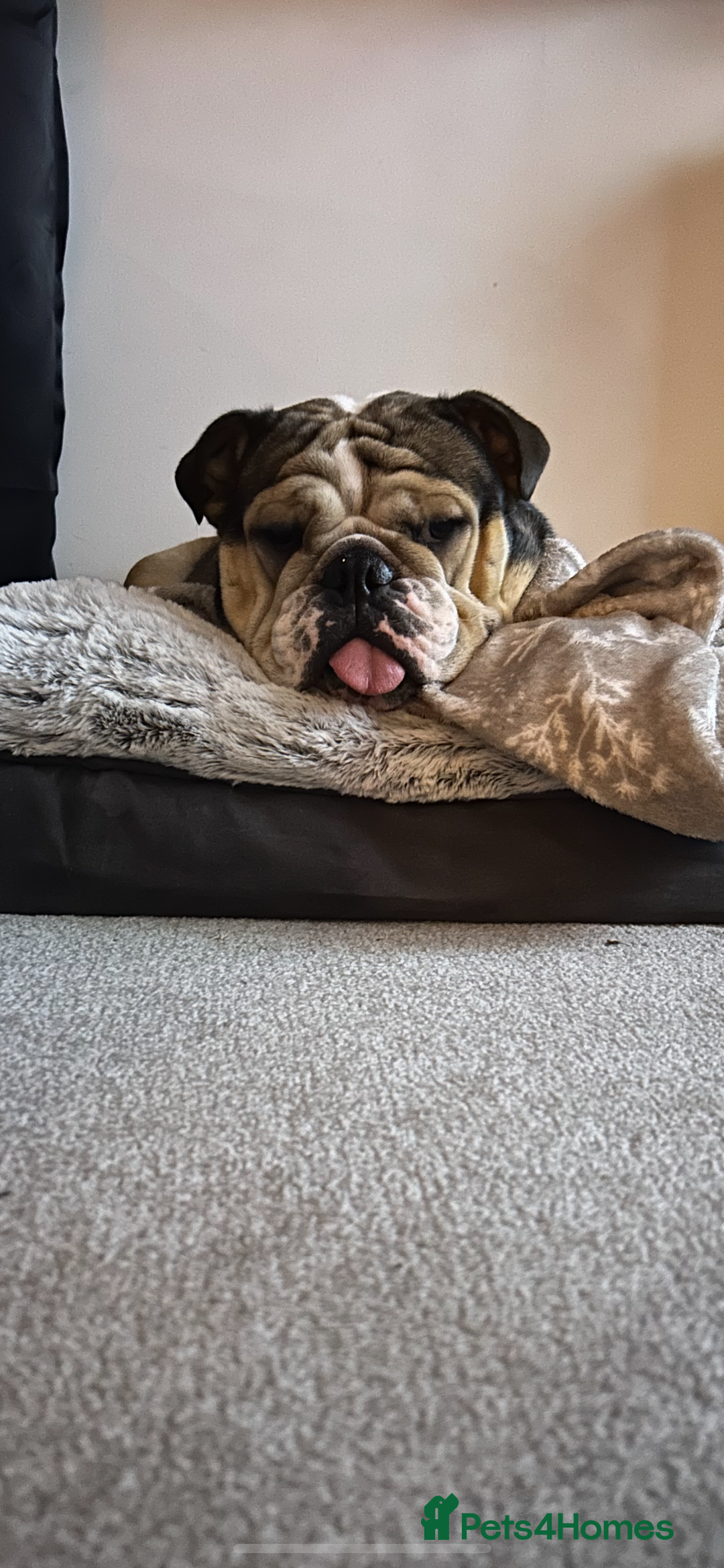 English Bulldog dogs for sale: English Bulldog KC registered Female for rehome - Image 4