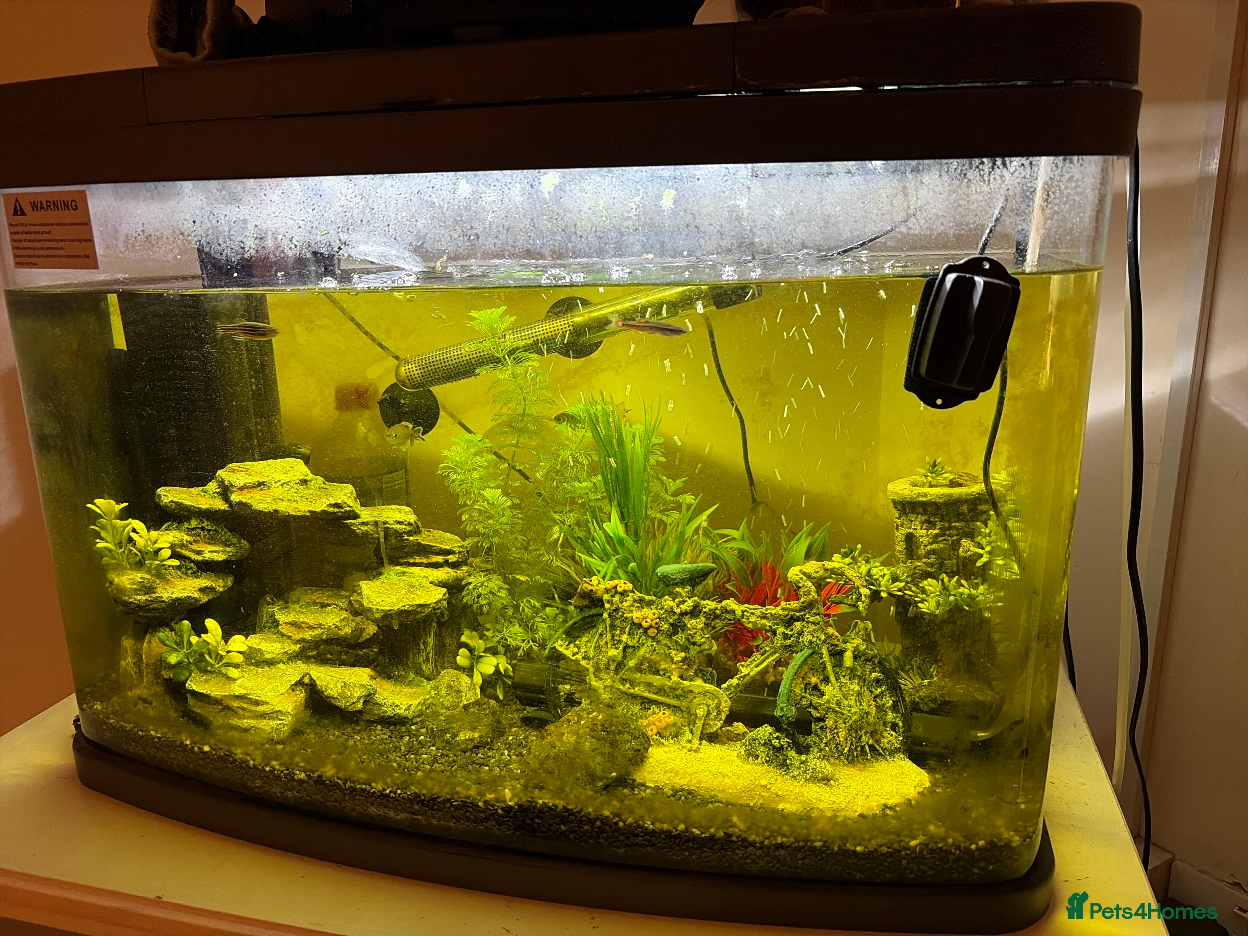 Shrimps fish 60L tank with fish!  - Advert 6