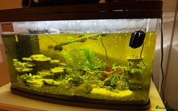 Shrimps fish for sale: 60L tank with fish!  - Advert 1
