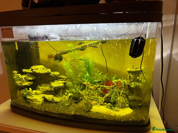 Shrimps fish 60L tank with fish! - Advert 1