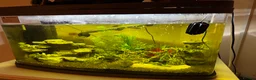 Shrimps fish for sale: 60L tank with fish!  - Advert 1