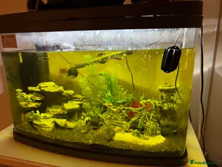Shrimps fish 60L tank with fish! - Advert 1