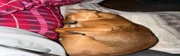 Labrador Retriever dogs for sale: 15 month old female Labrador  - Advert 3