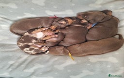 Miniature Dachshund dogs for sale: 6 beautiful miniature Dachshund 7 weeks old - Image 23