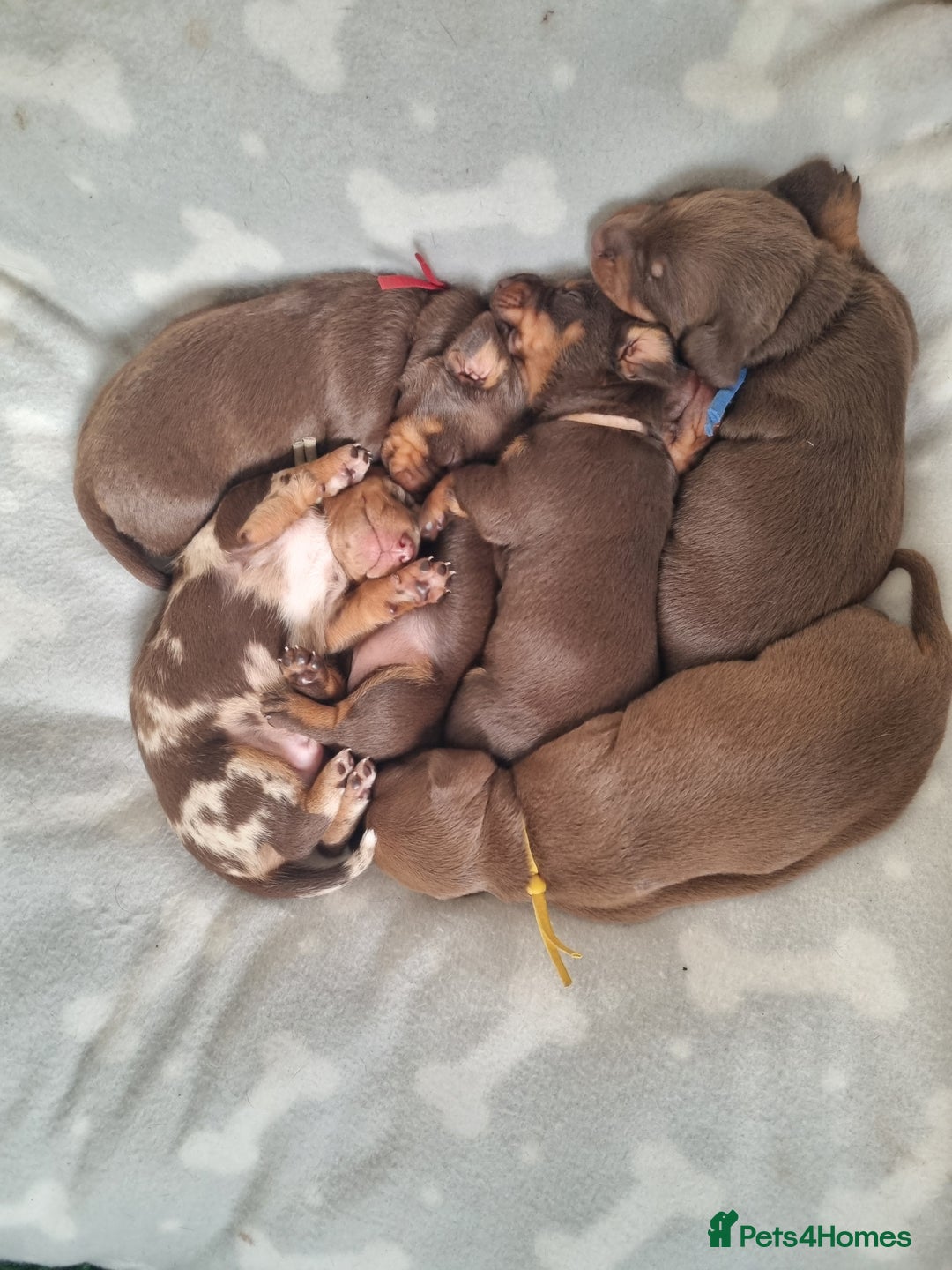 Miniature Dachshund dogs for sale: 6 beautiful miniature Dachshund 7 weeks old - Image 23