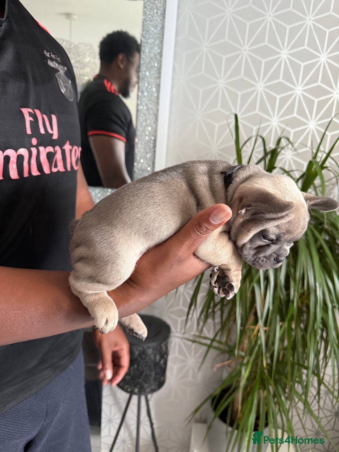 French Bulldog dogs for sale: 4 stunning Pure breed Blue Fawn French Bulldogs 🐶 - Image 9
